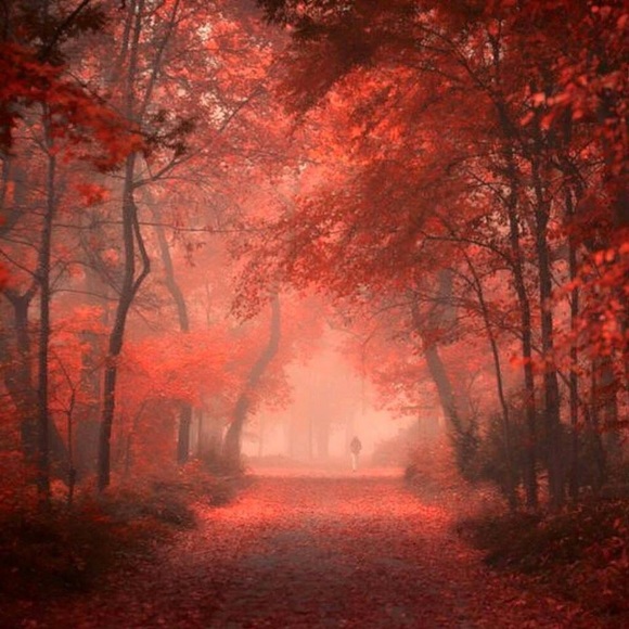 Meet your Posher, Copper✨✨✨✨✨✨✨✨ - Picture 4 of 4